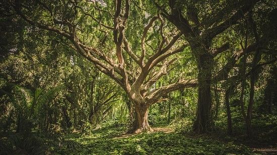 a tree with a lot of branches