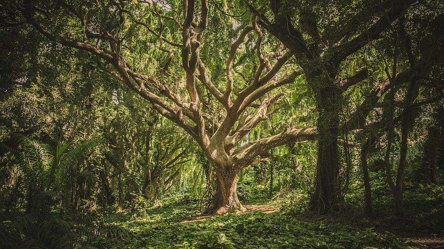 a tree with a lot of branches