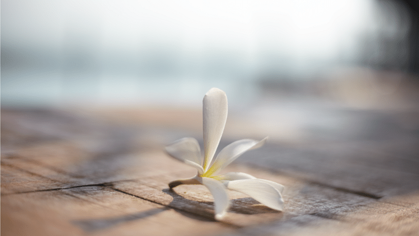 White flower - wellness spa at Hablis Hotel, Chennai