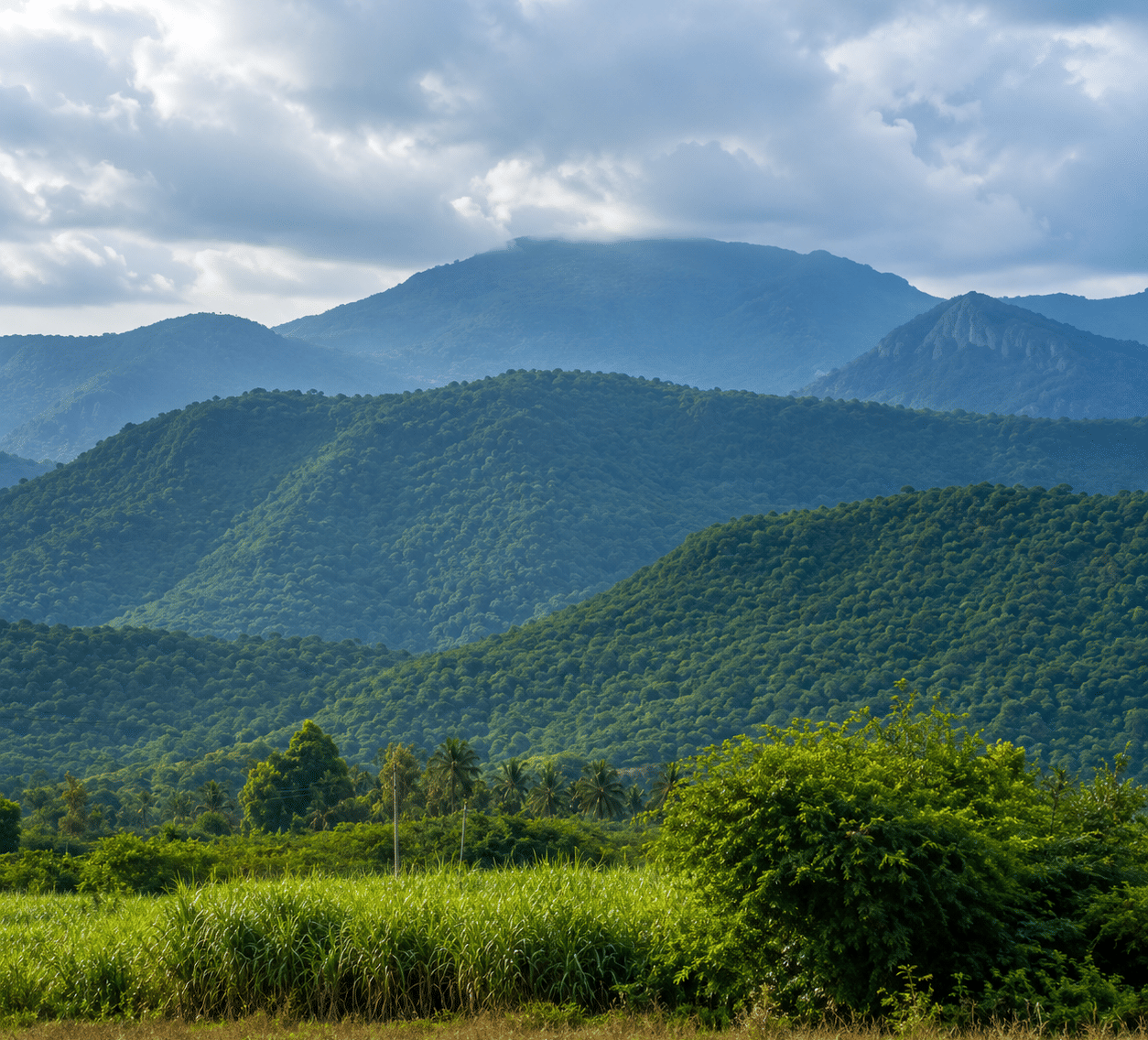 Forested ridges of Berbera Hills in Ganjam rising behind sugarcane fields, tall grass and coconut palms, near MAYFAIR Palm Beach Resort, Gopalpur-on-Sea.