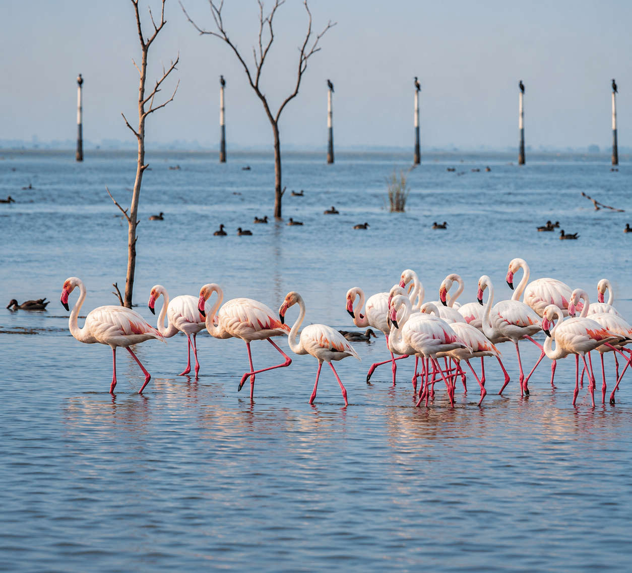 Flamingos wading in the shallows at Nalbana Bird Sanctuary with ducks, bare trees and cormorants on posts, near MAYFAIR Palm Beach Resort, Gopalpur-on-Sea.