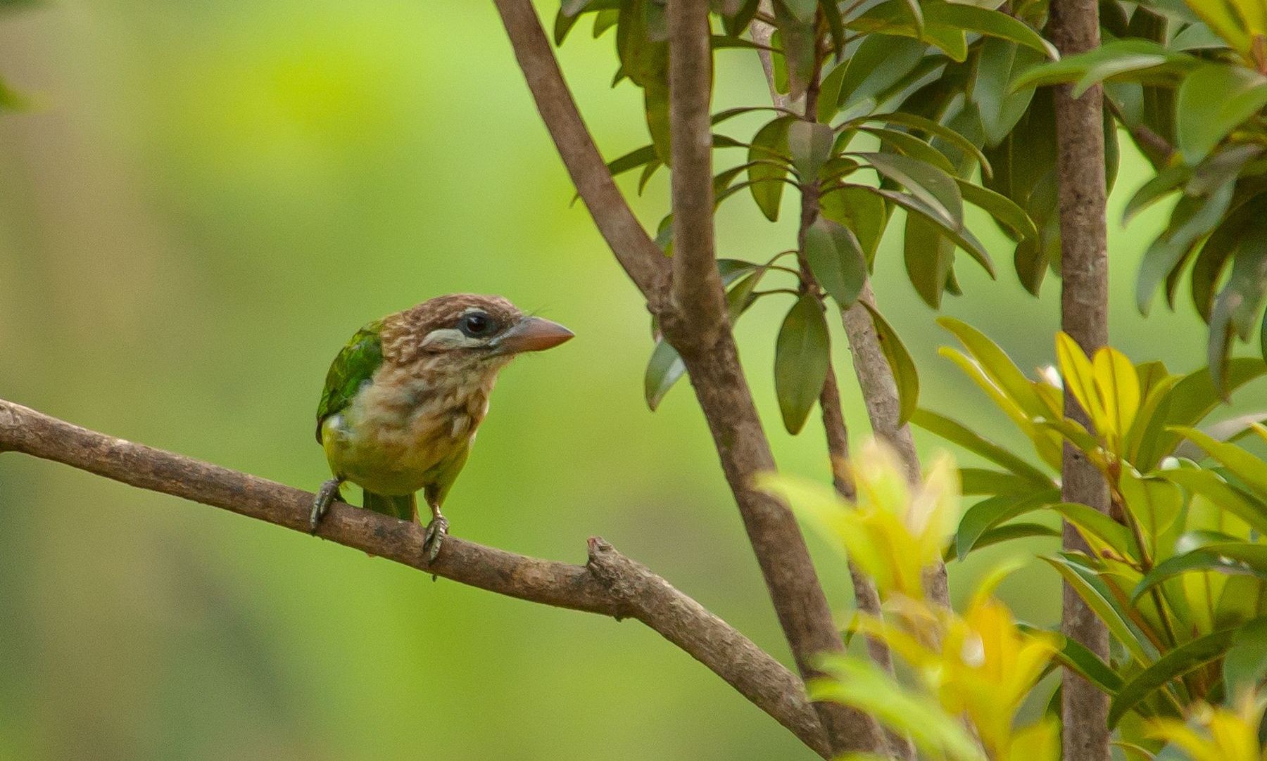 A Barbet bird perched on a branch observing surroundings.