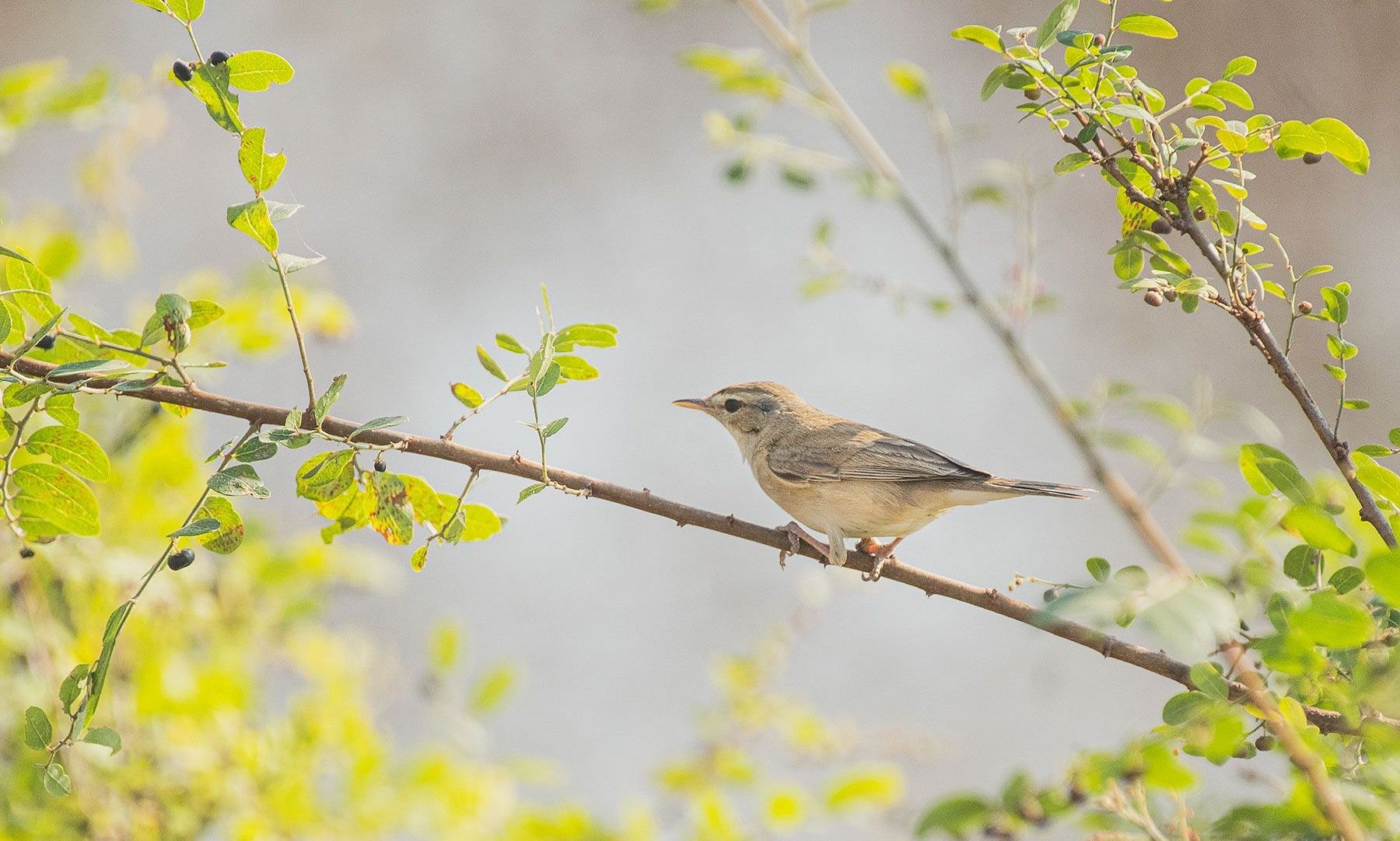 Blyths Reed Warbler