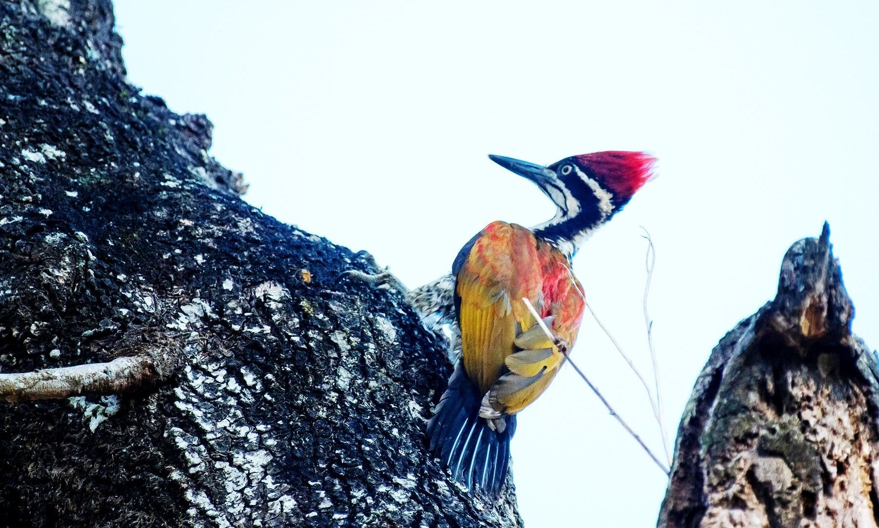 Colorful Greater Flameback woodpecker on a tree trunk.