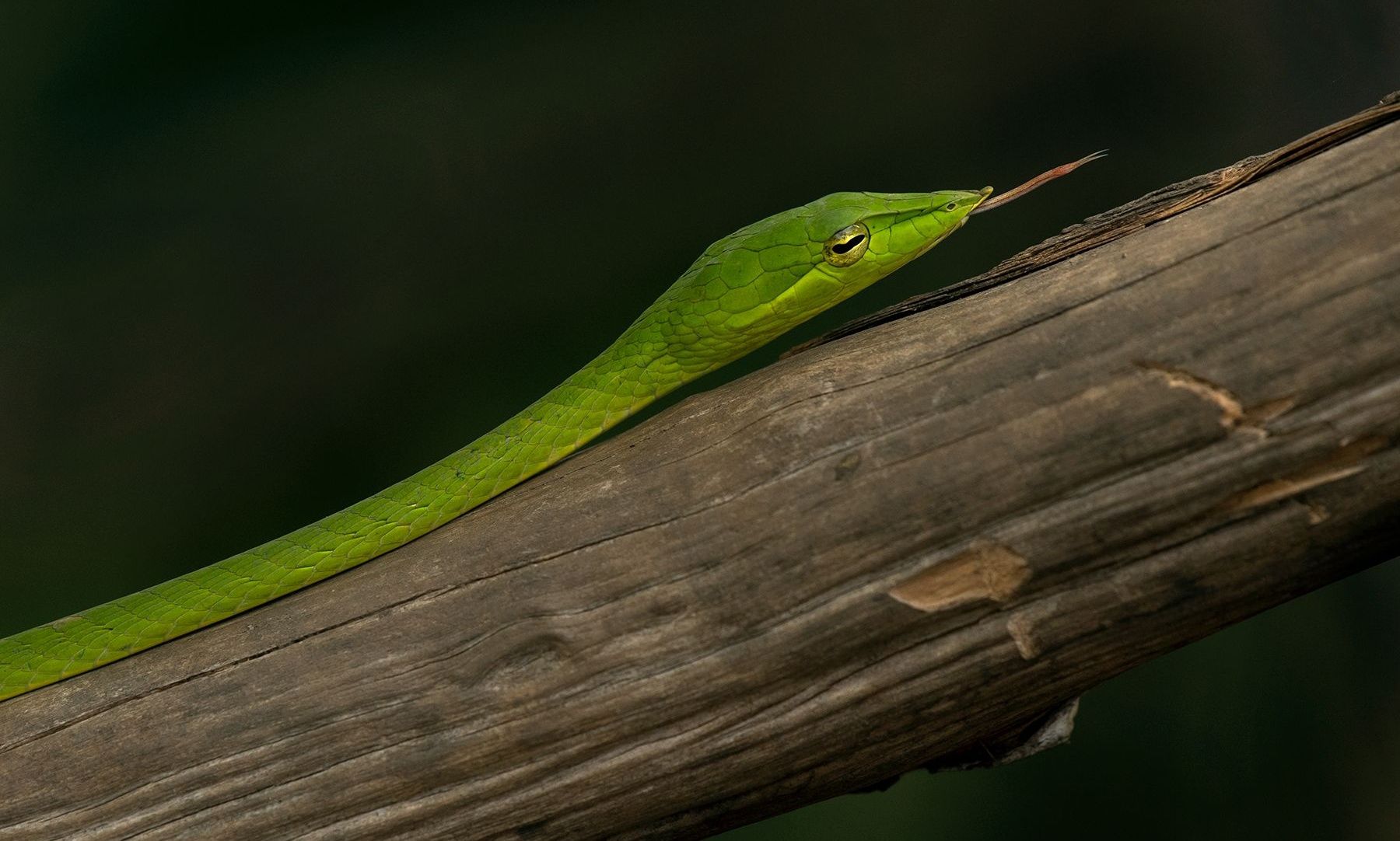 Vibrant green vine snake on a brown tree branch.