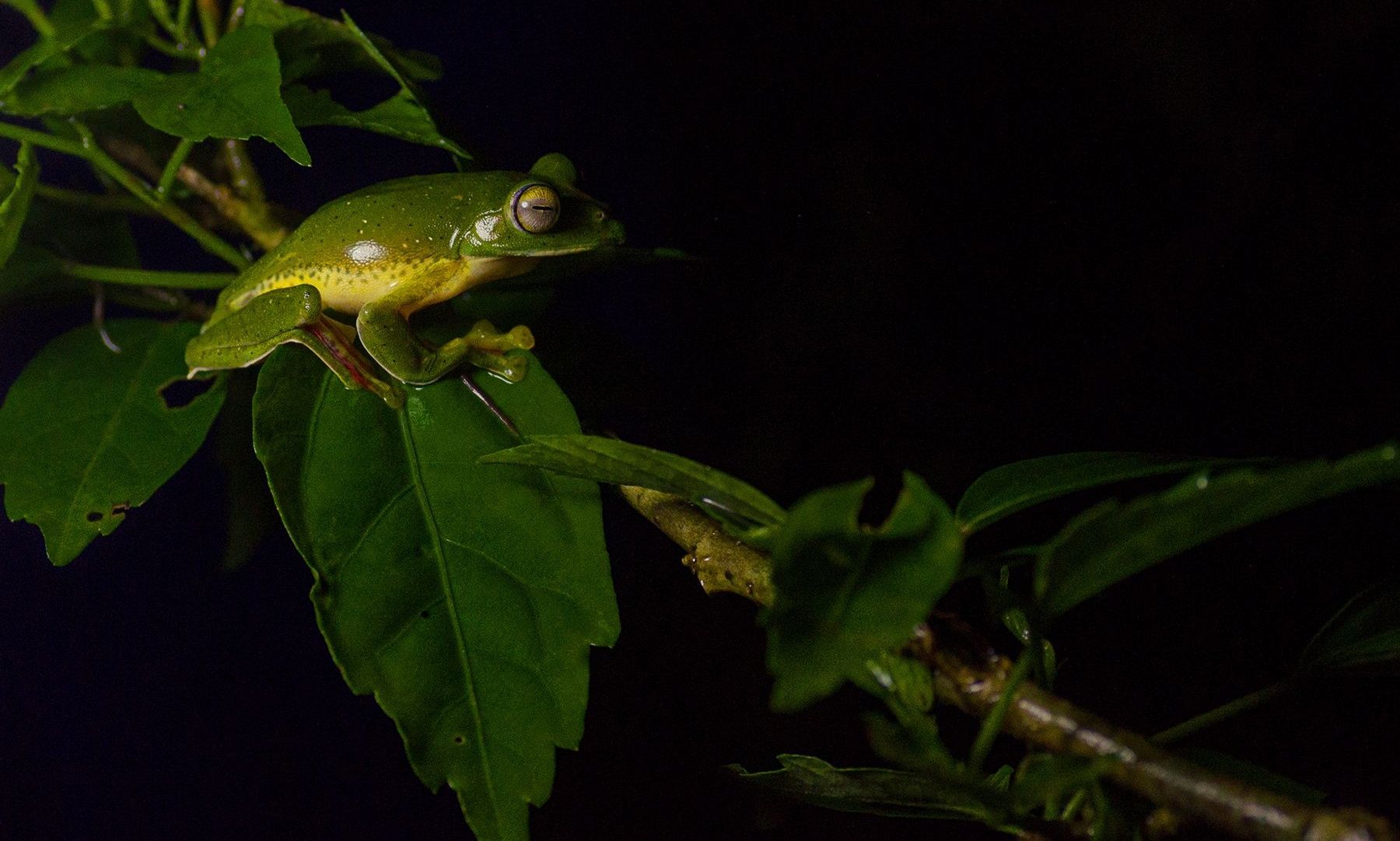 Malabar Gliding Frog on a leaf, vibrant green.