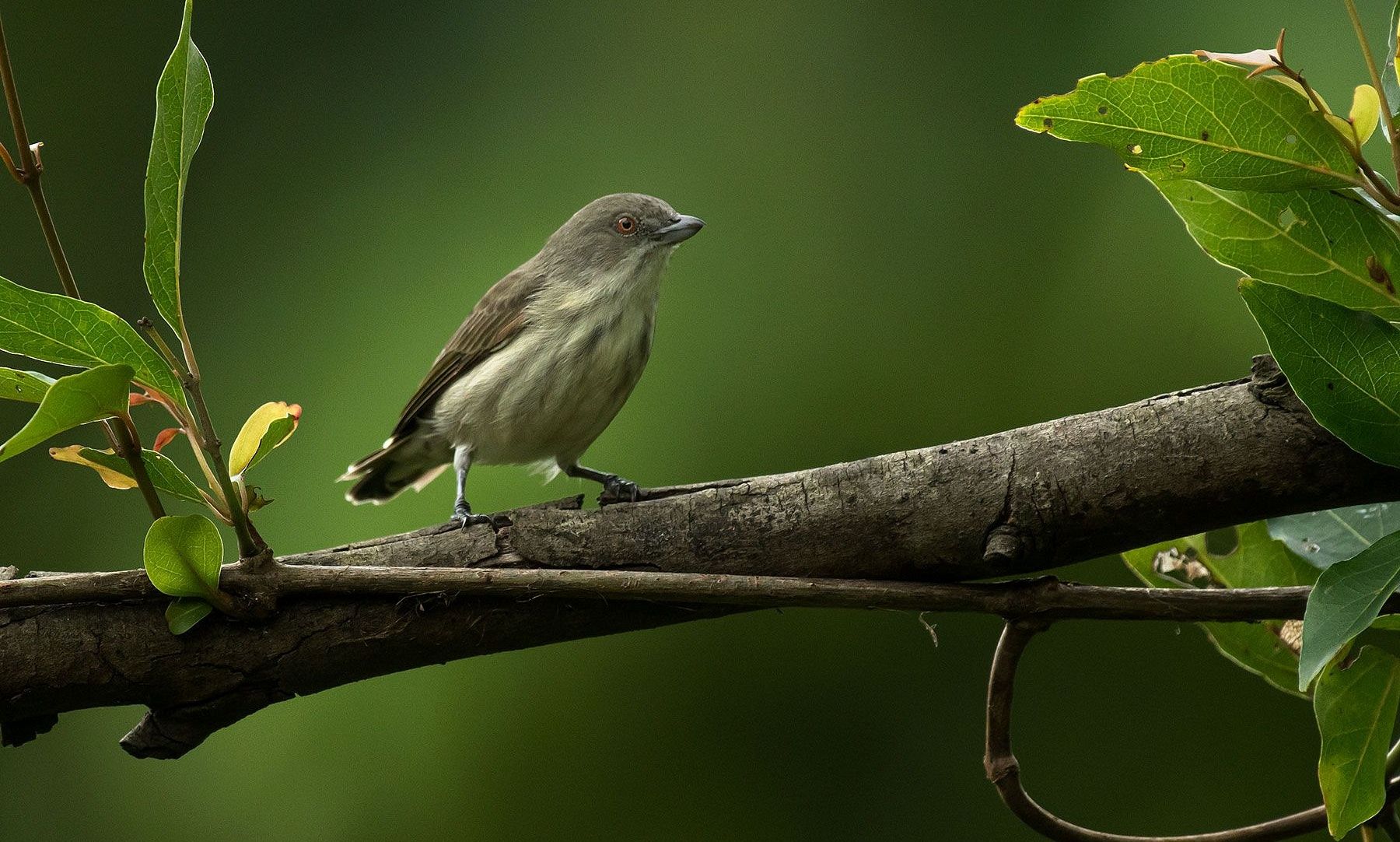 Thick-billed-Flowerpecker