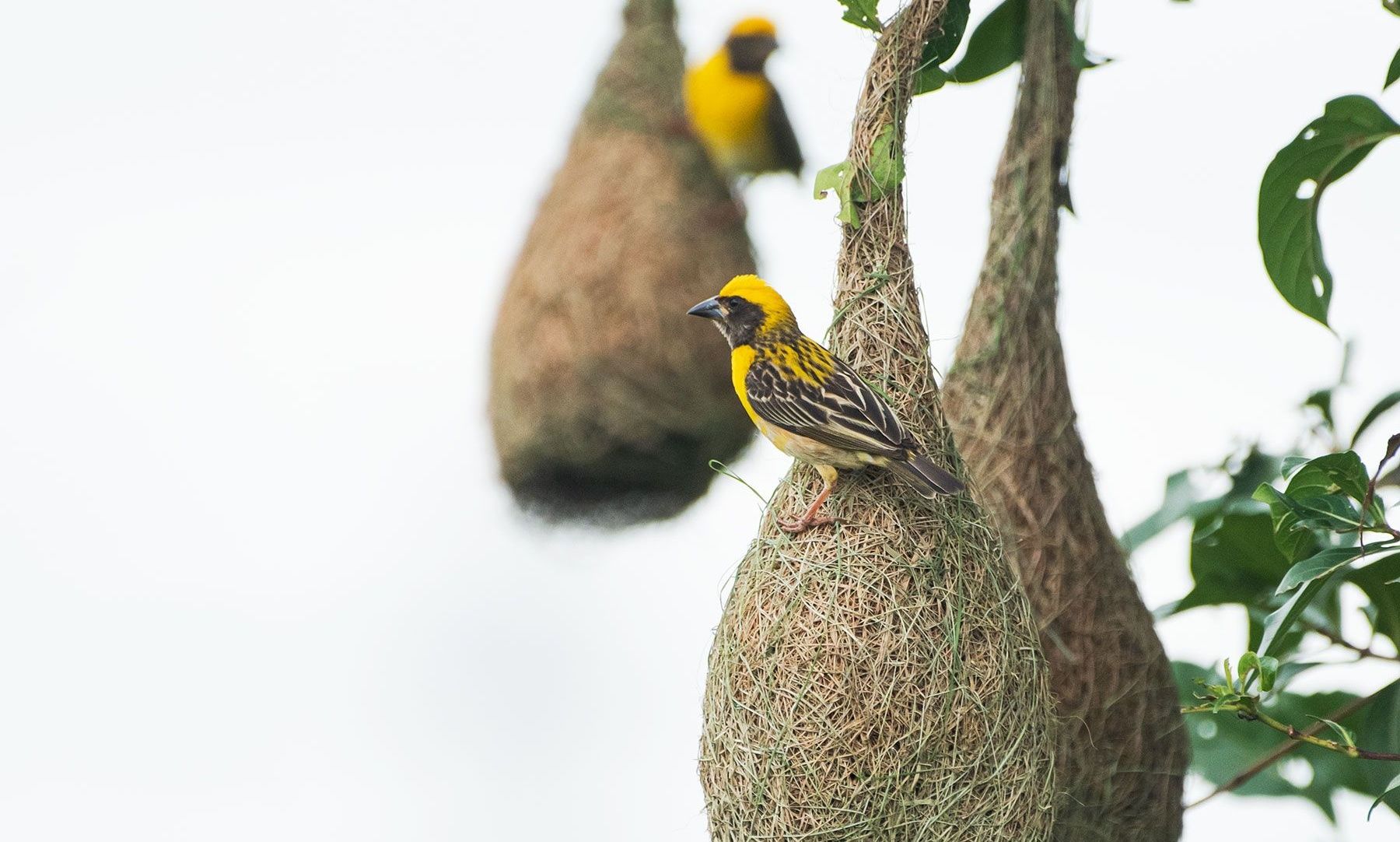Baya Weaver bird perched on its intricate hanging nest.
