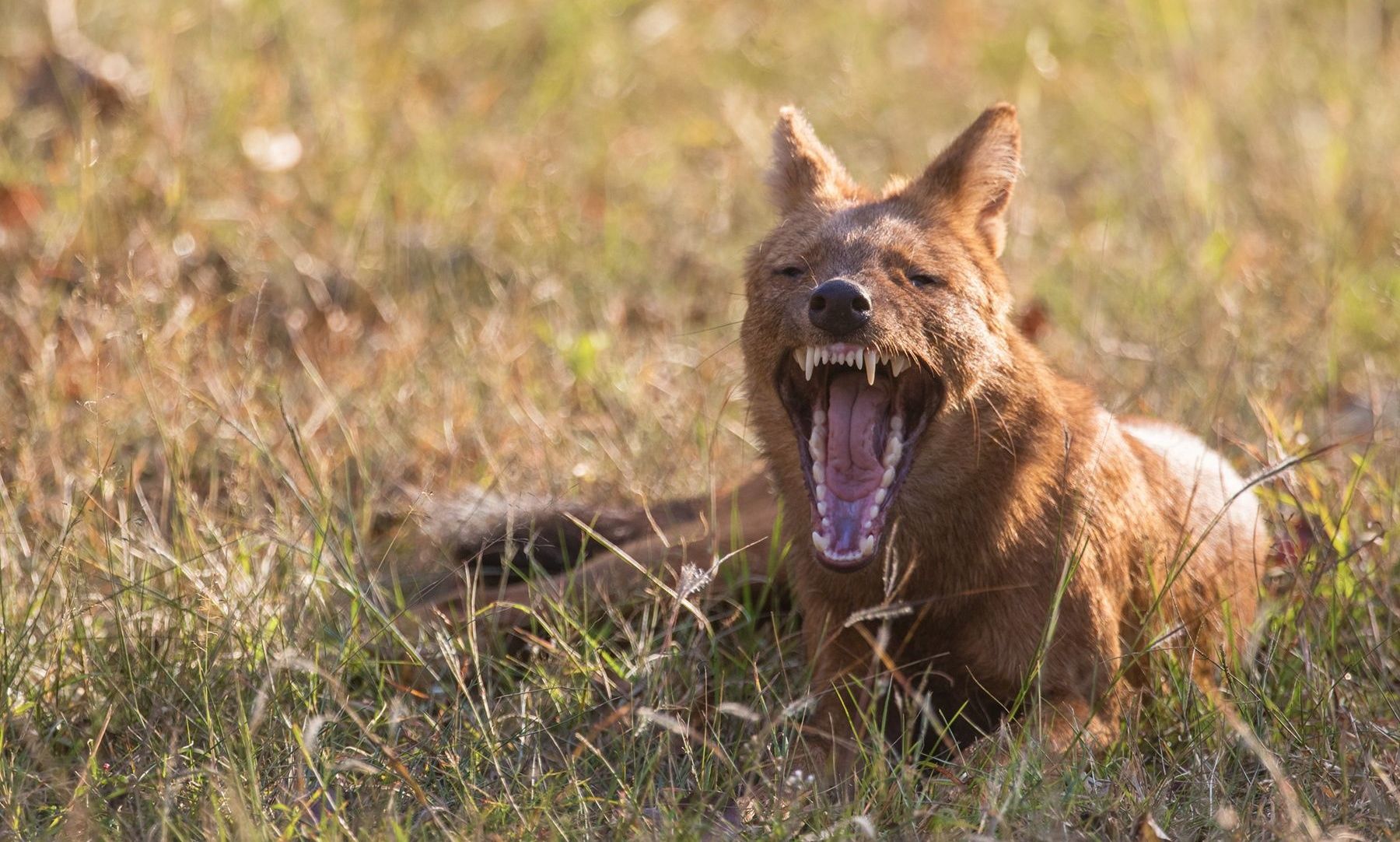Dhole yawning and snarling in its habitat.