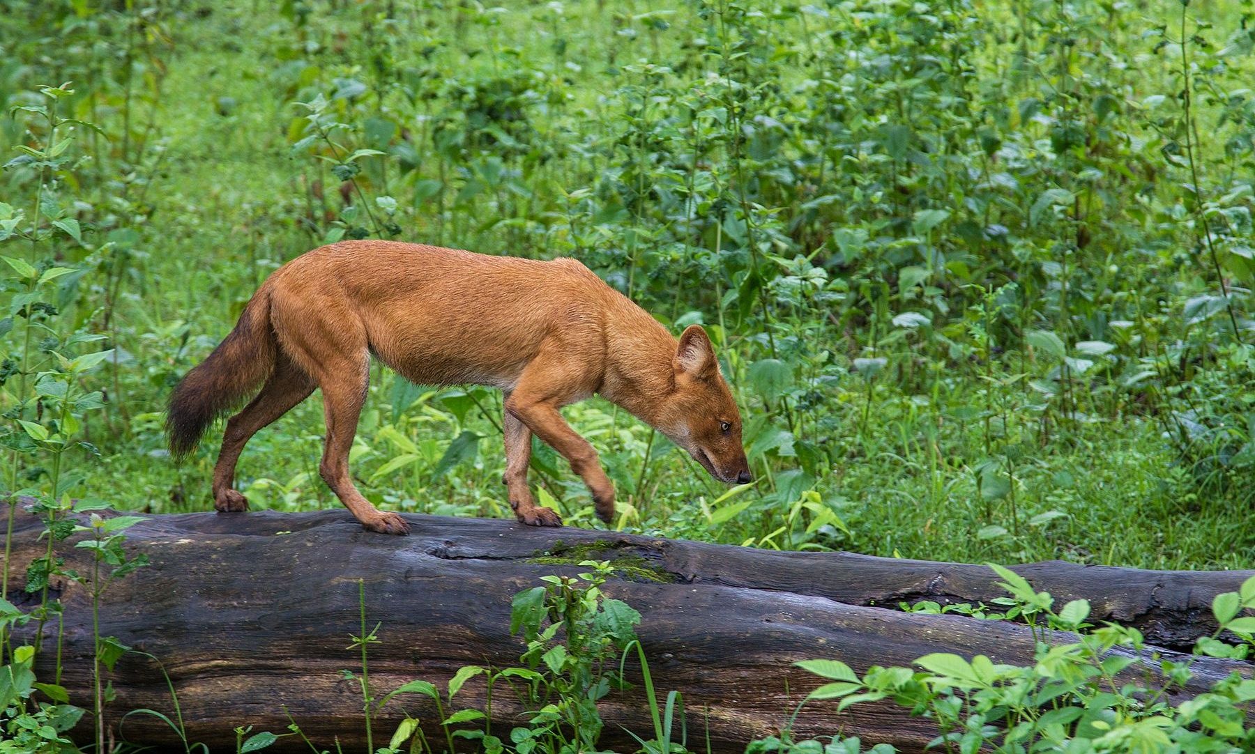 Dhole (Asiatic wild dog) walks on a fallen log.