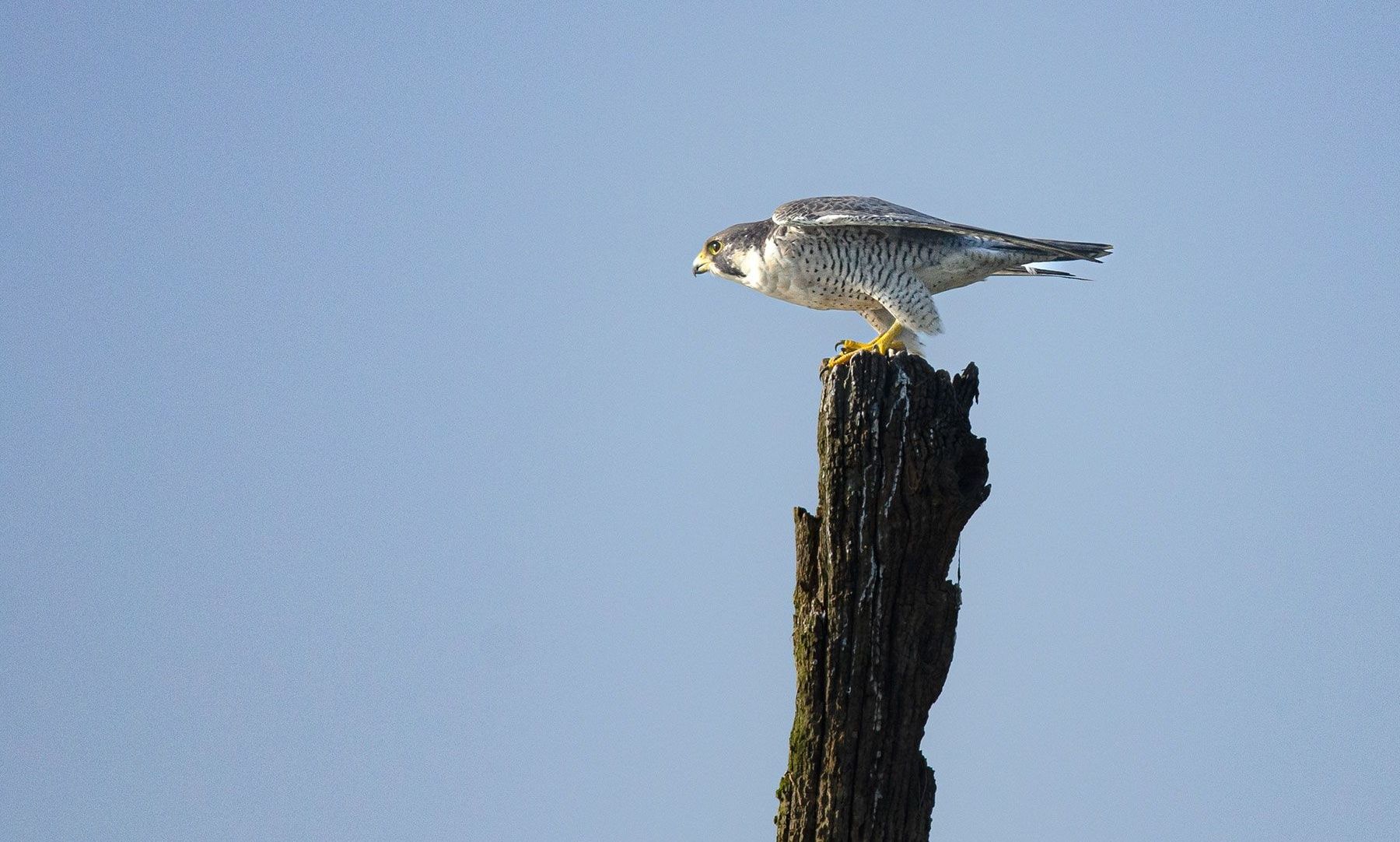 Peregrine falcon perched, Kabini reservoir