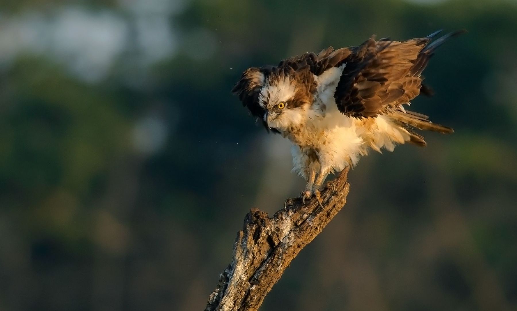 Osprey perched on a branch with ruffled feathers.