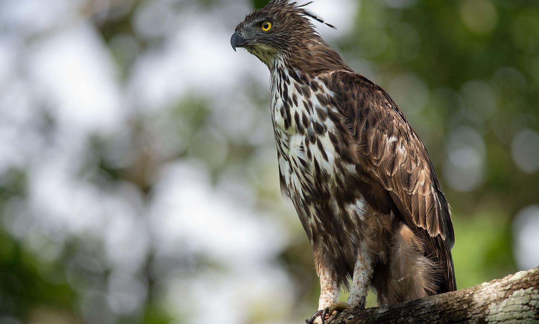 Kabini Blog Eagles Hawk Eagle