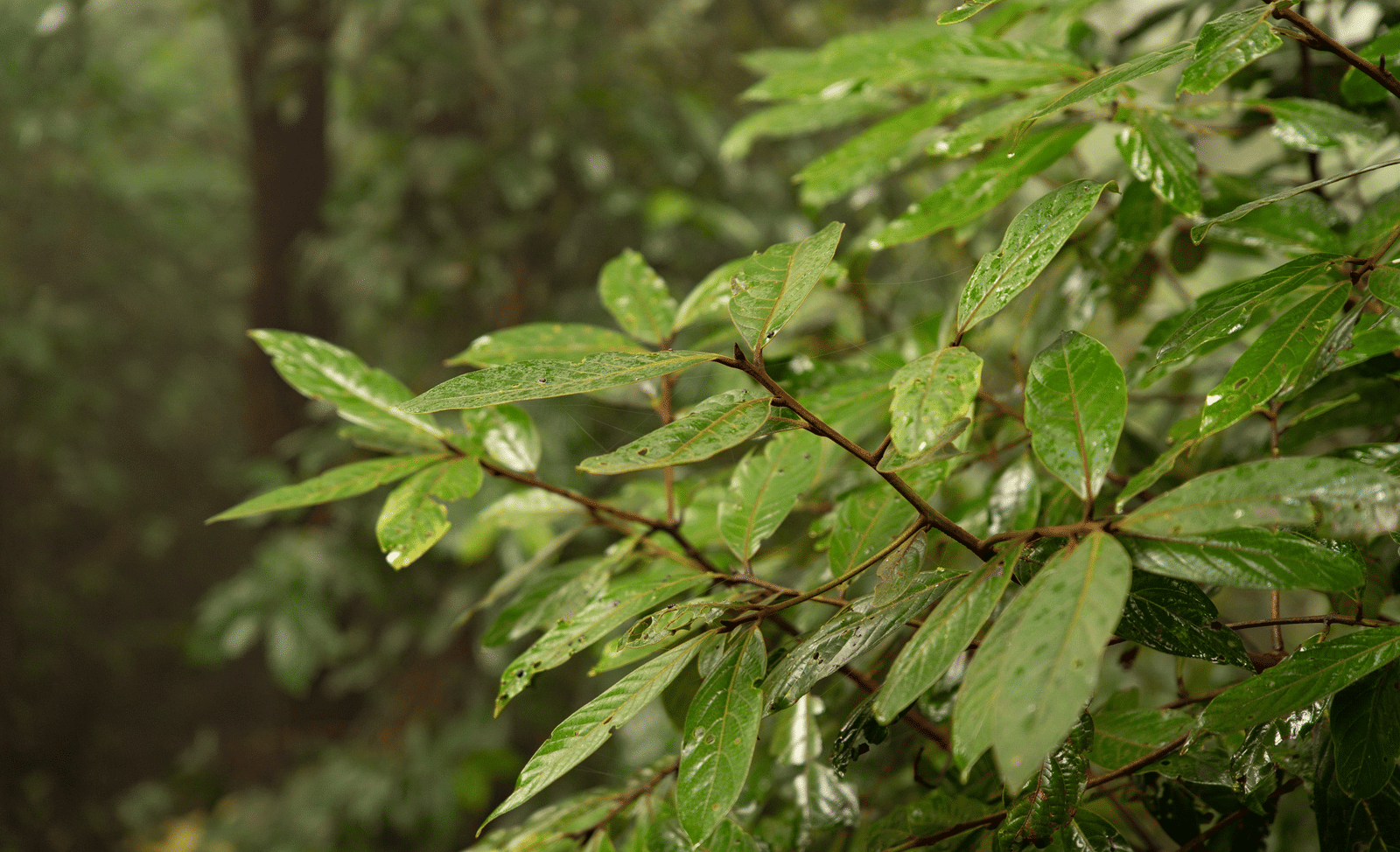 A close-up of the lush, green foliage in the mature garden at Stanley Revelation, glistening with raindrops.
