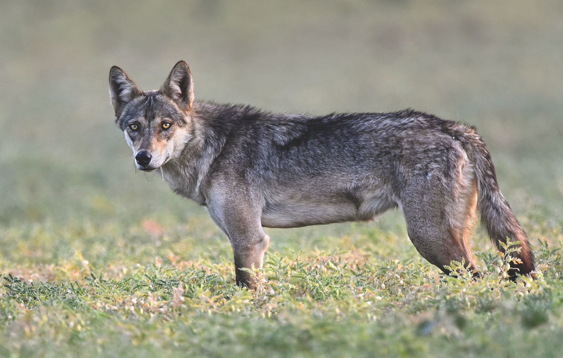 Indian Grey Wolf standing in a grassy field.