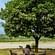 Tiger Camp Resort, Corbett Ramnagar Tiger Camp
