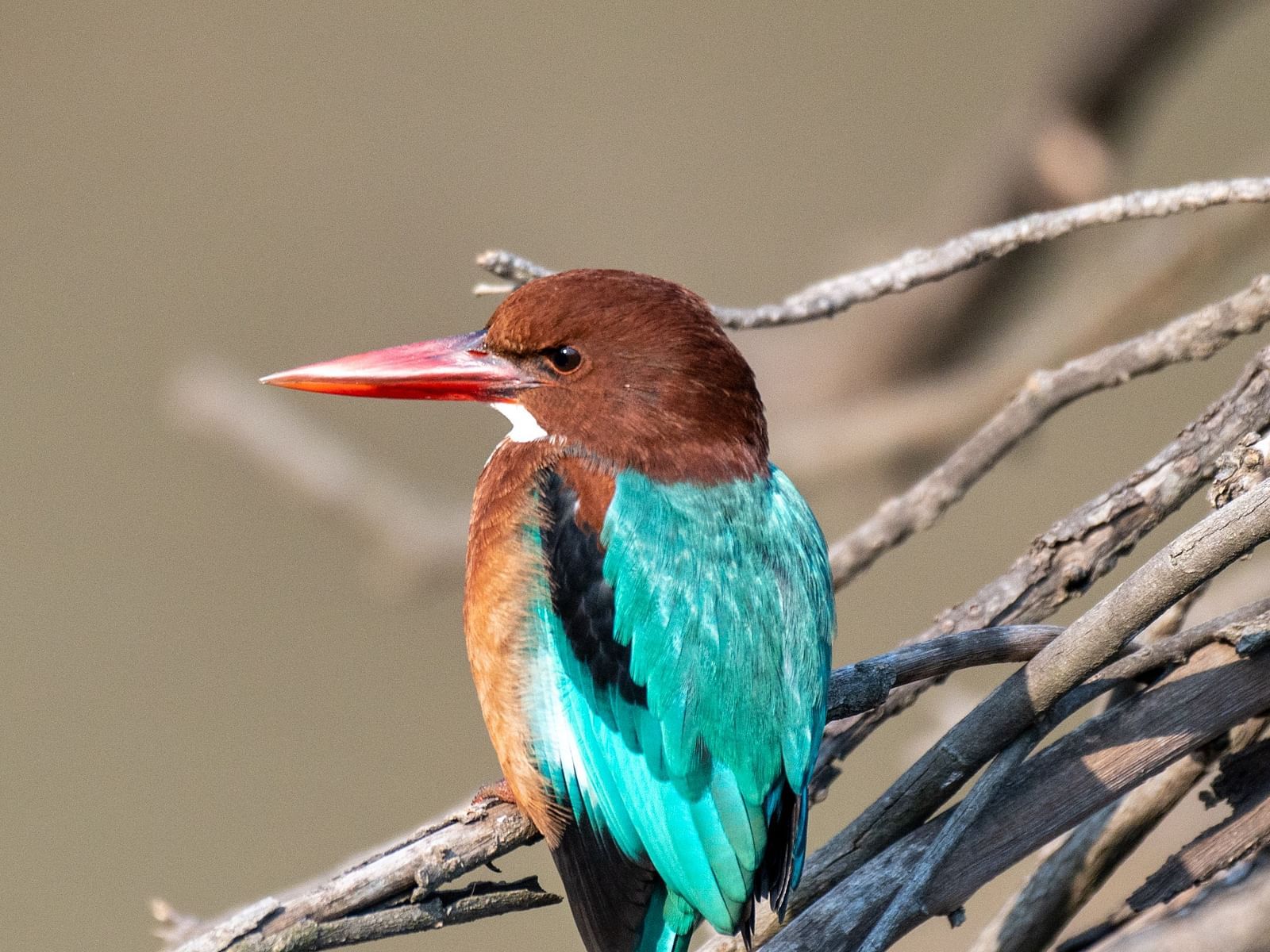 A close-up picture a White throat-ed Kingfisher resting on a dry plant, captured in the day time
