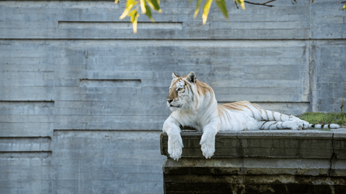 A tiger resting on a stone platform in a zoo enclosure.