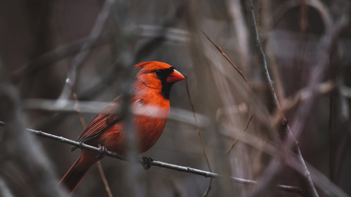 A close up shot of a bird with red and black coat perched on a branch.