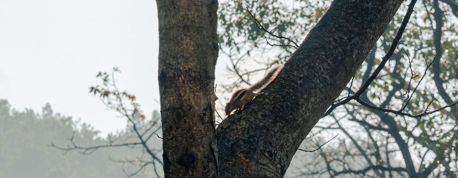 A view of a squirrel on a tree at the Sylvan Retreat, Dehradun.