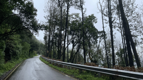 A wet road on a hill surrounded by tall trees