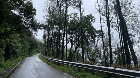 A mist-covered asphalt road surrounded by tall trees during a scenic Bangalore to Chikmagalur road trip.