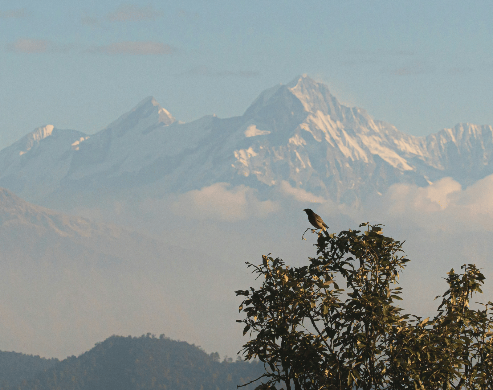 A distant Himalayan peak rising above the trees under a clear blue sky in Munsiyari.
