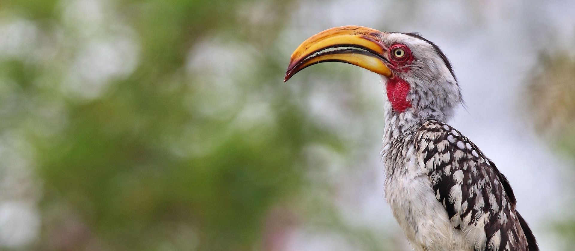 HORNBILL 1