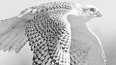 images  6 