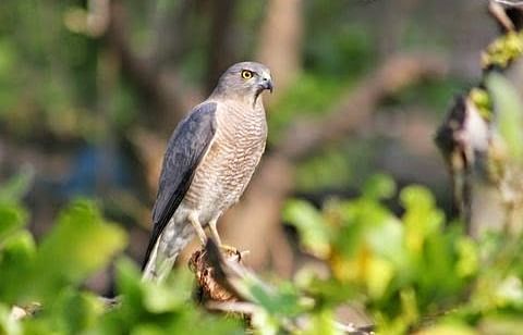 Image shows a bird of perched on a branch, captured in the day light.