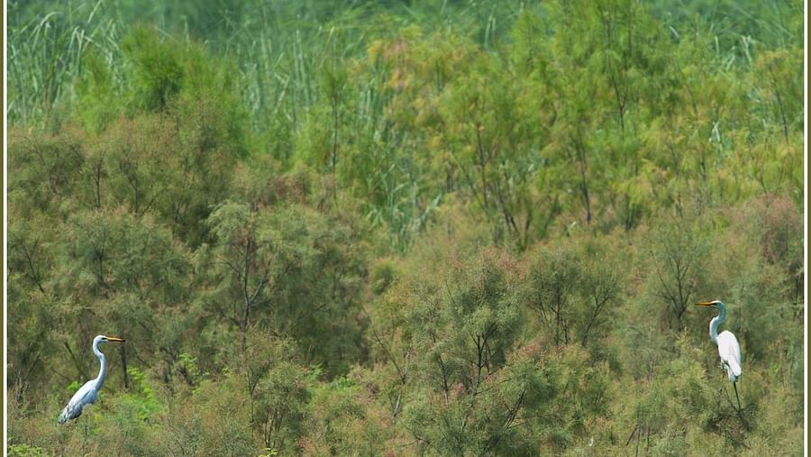 Birds at Shaheen Bagh Resort one of the best resorts in dehradun 