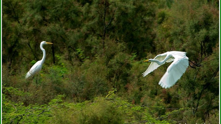 Birds at Shaheen Bagh Resort one of the best resorts in dehradun 