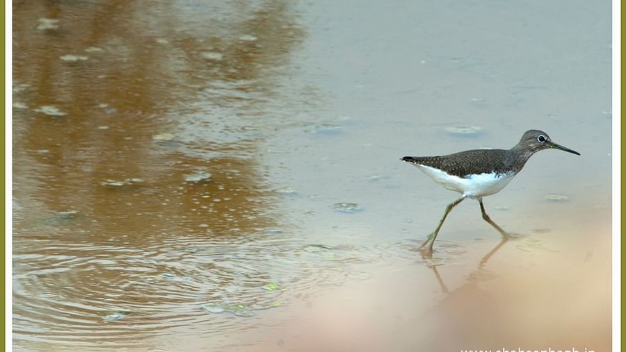 Birds at Shaheen Bagh Resort one of the best resorts in dehradun 