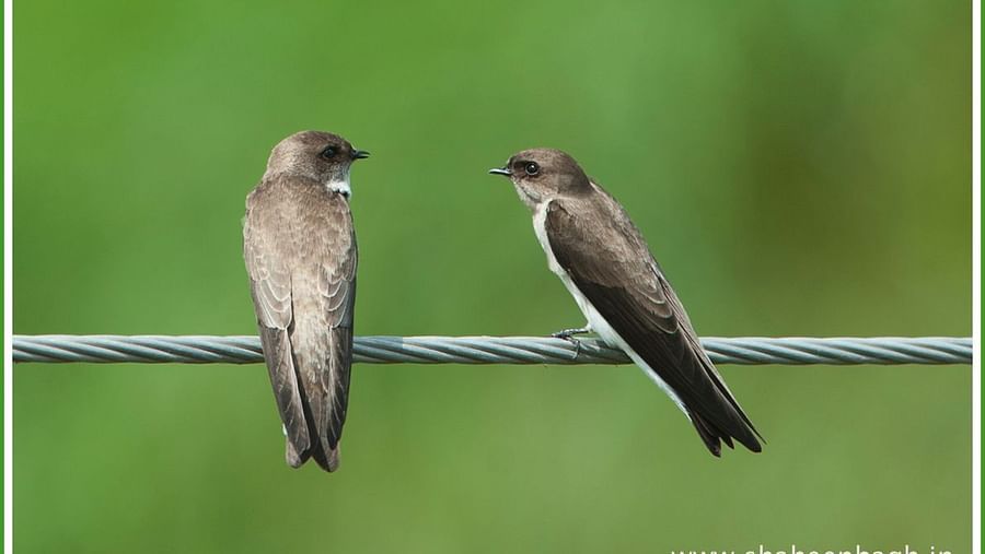 Birds at Shaheen Bagh Resort one of the best resorts in dehradun 
