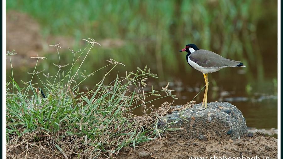 Birds at Shaheen Bagh Resort one of the best resorts in dehradun 