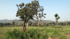 A scenic view of Bandipur’s grasslands with trees, greenery, and distant hills under a clear blue sky.