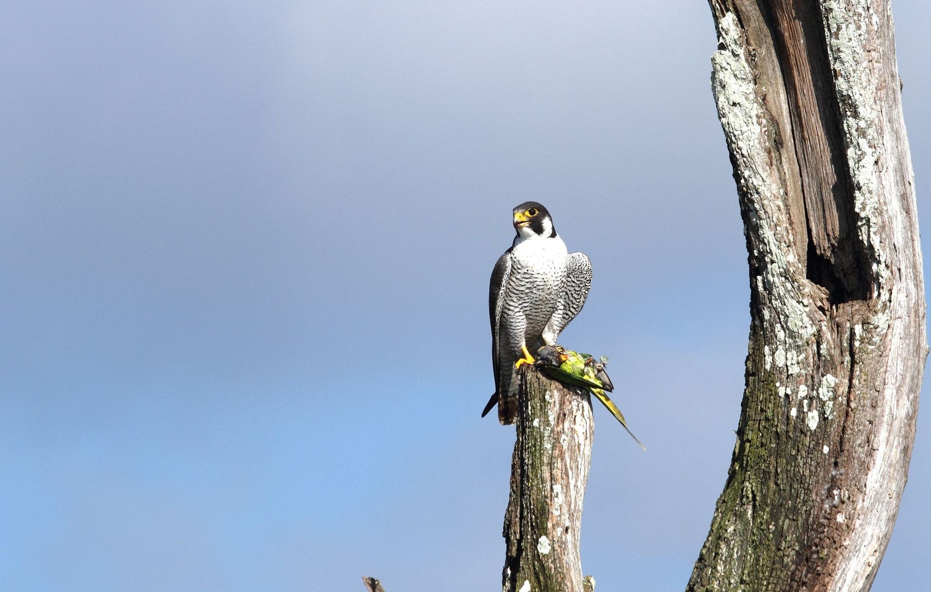 Peregrine Falcon with prey, Kabini reservoir
