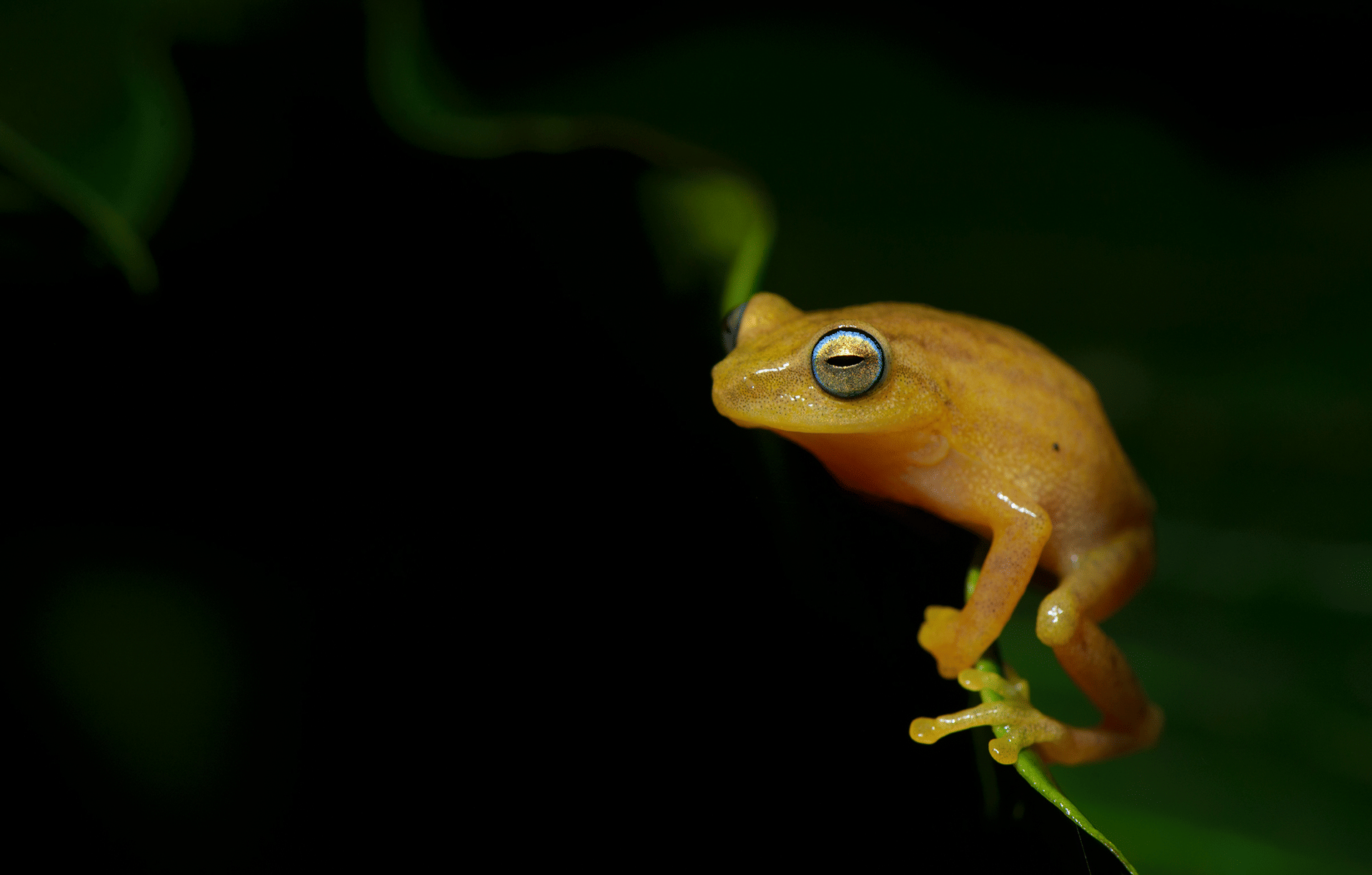 raorchestes-luteolu-santosh-saligram