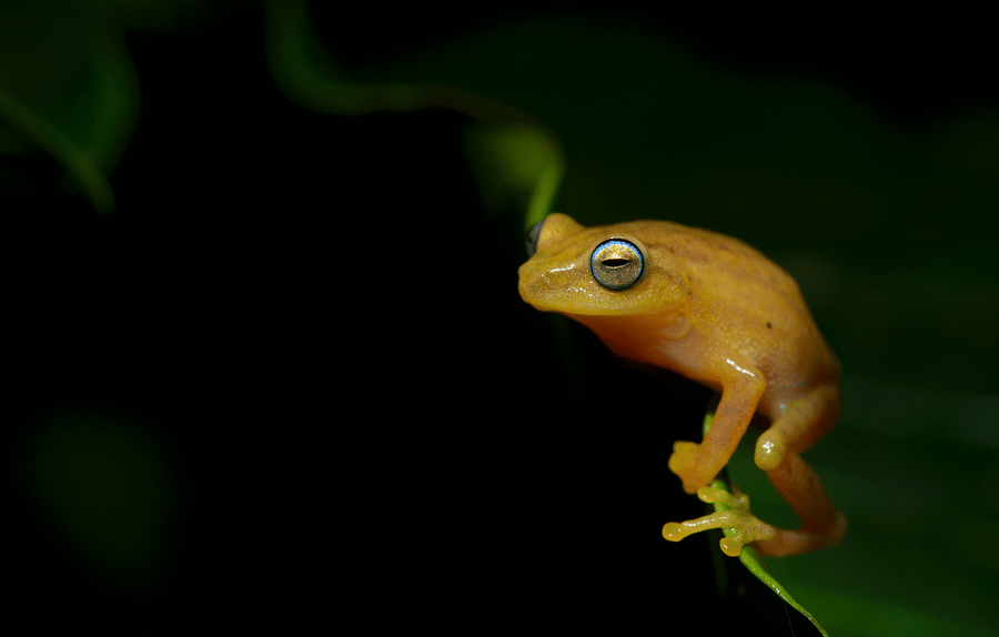 raorchestes-luteolu-santosh-saligram
