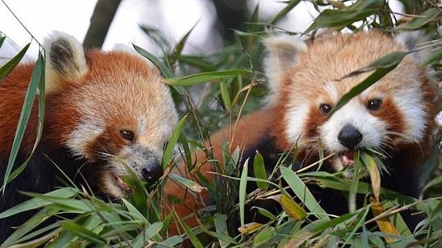 Himalayan Zoological Park The Royal Plaza Gangtok