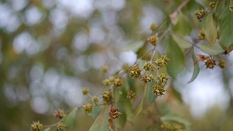 A close-up picture of  Anogeissus Pendula tree in the day time(Dhok)