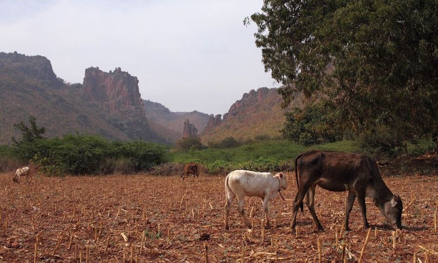 Cattle grazing in a dry field near rocky hills