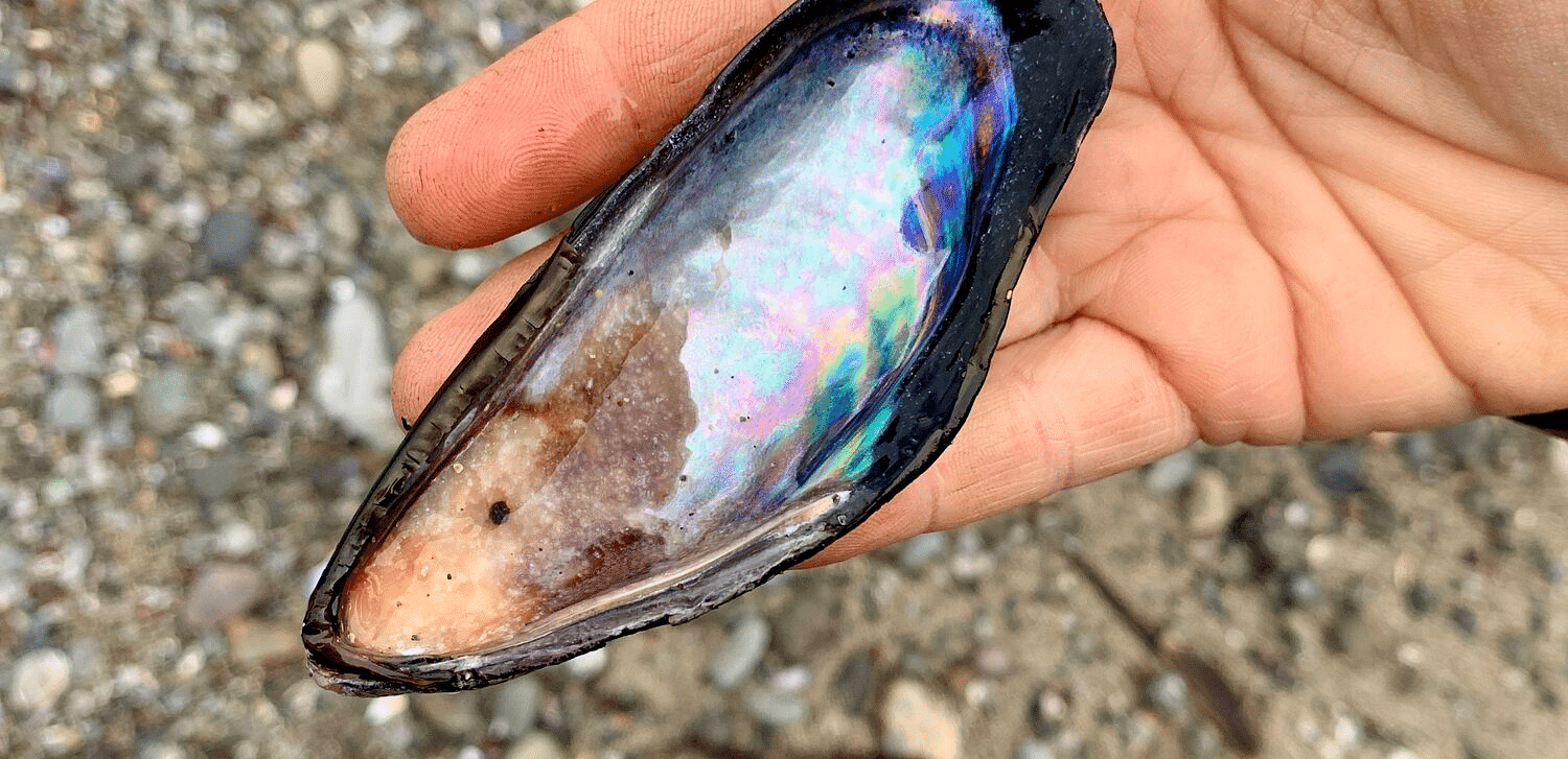 An image of a mussel shell found on the beach side