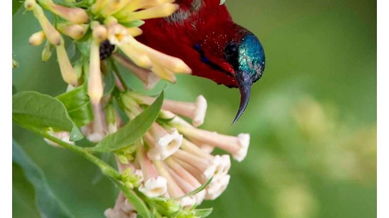 Birds at Shaheen Bagh Resort one of the best resorts in dehradun 
