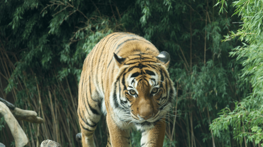 A tiger walking and looking into the camera while being surrounded by greenery.