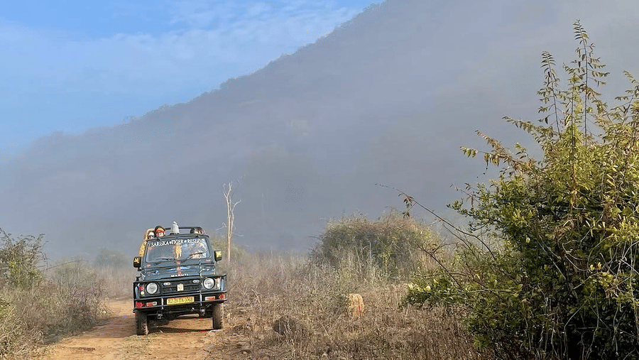 Sariska Safari - Guest Experience -2