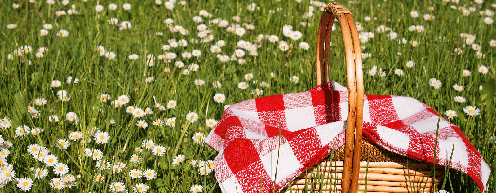 Picnic basket on a field of daisies under the sun.