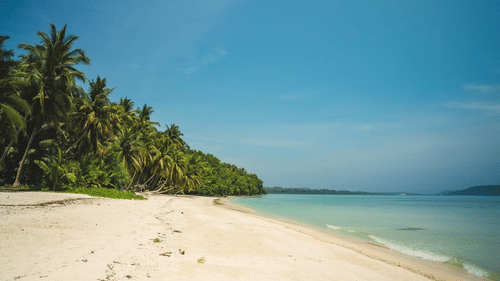 A tropical beach lined with palm trees stretches along calm waters under a clear sky.