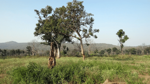 A scenic view of Bandipur’s grasslands with trees, greenery, and distant hills under a clear blue sky.