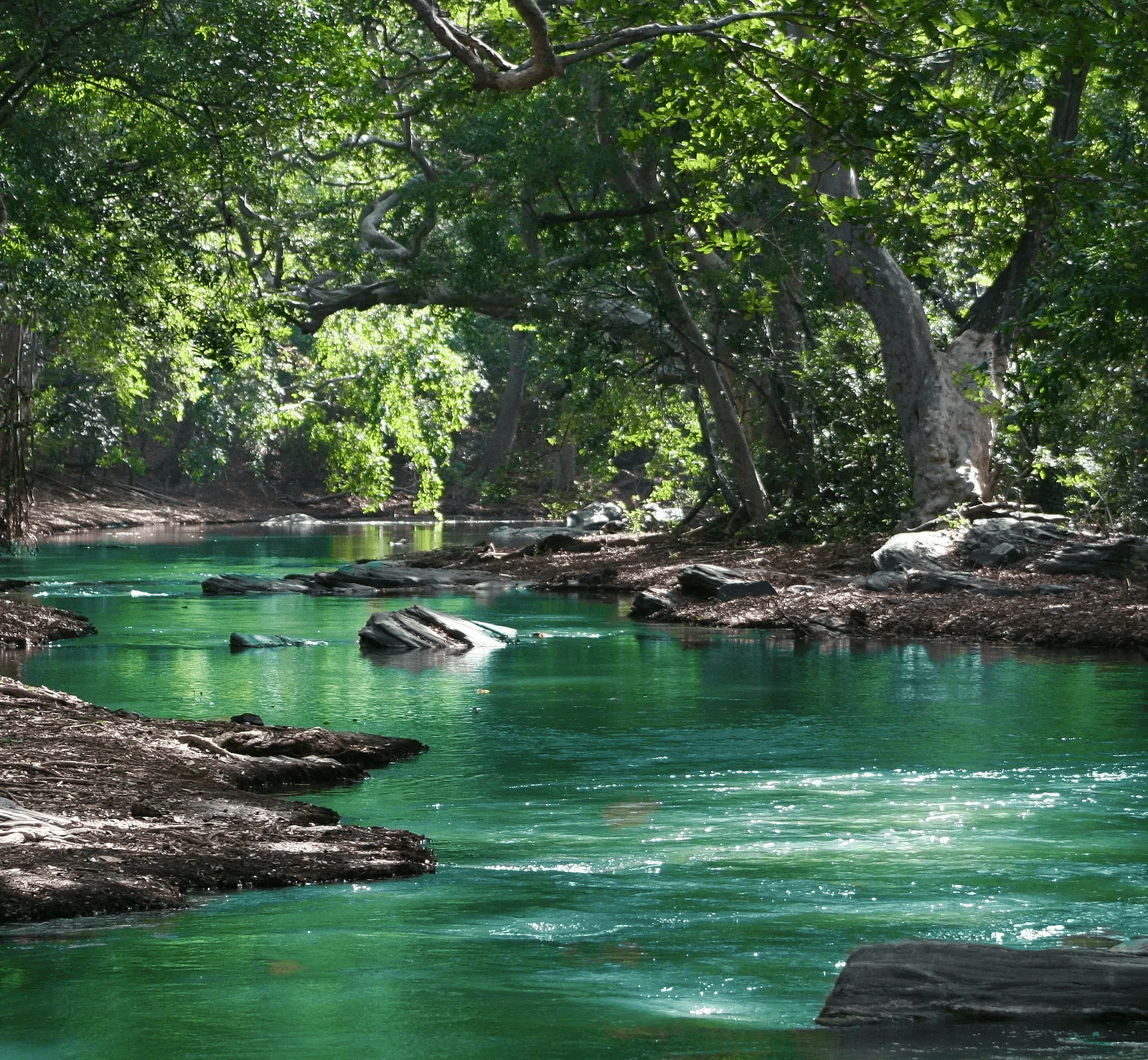 A serene forest stream with water, surrounded by dense trees and scattered rocks along the  riverbank near Avana Resort